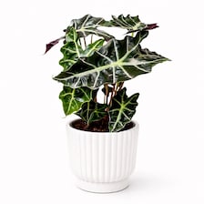 Set of 5 White Self-Watering Plant Pots, 6-Inch Indoor Houseplant Planters with Cotton Wick