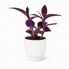 Set of 5 White Self-Watering Plant Pots, 6-Inch Indoor Houseplant Planters with Cotton Wick