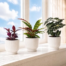 Set of 5 White Self-Watering Plant Pots, 6-Inch Indoor Houseplant Planters with Cotton Wick