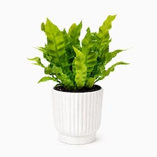 Set of 5 White Self-Watering Plant Pots, 6-Inch Indoor Houseplant Planters with Cotton Wick