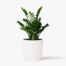 Set of 5 White Self-Watering Plant Pots, 6-Inch Indoor Houseplant Planters with Cotton Wick