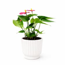 Set of 5 White Self-Watering Plant Pots, 6-Inch Indoor Houseplant Planters with Cotton Wick
