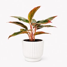 Set of 5 White Self-Watering Plant Pots, 6-Inch Indoor Houseplant Planters with Cotton Wick