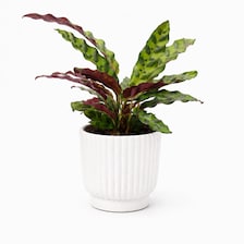 Set of 5 White Self-Watering Plant Pots, 6-Inch Indoor Houseplant Planters with Cotton Wick