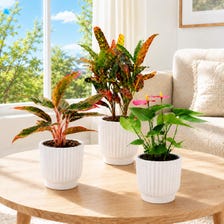 Set of 5 White Self-Watering Plant Pots, 6-Inch Indoor Houseplant Planters with Cotton Wick