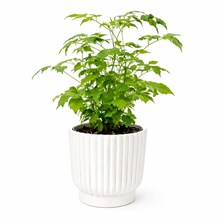 Set of 5 White Self-Watering Plant Pots, 6-Inch Indoor Houseplant Planters with Cotton Wick
