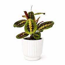 Set of 5 White Self-Watering Plant Pots, 6-Inch Indoor Houseplant Planters with Cotton Wick