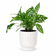 Set of 5 White Self-Watering Plant Pots, 6-Inch Indoor Houseplant Planters with Cotton Wick
