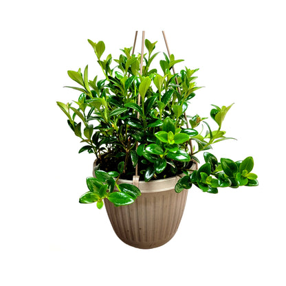 goldfish plant hanging basket 6" Hanging Basket of Goldfish Plant, Nematanthus gregarious – Houseplants, Flowering Plants, Foliage Plants, Home Décor