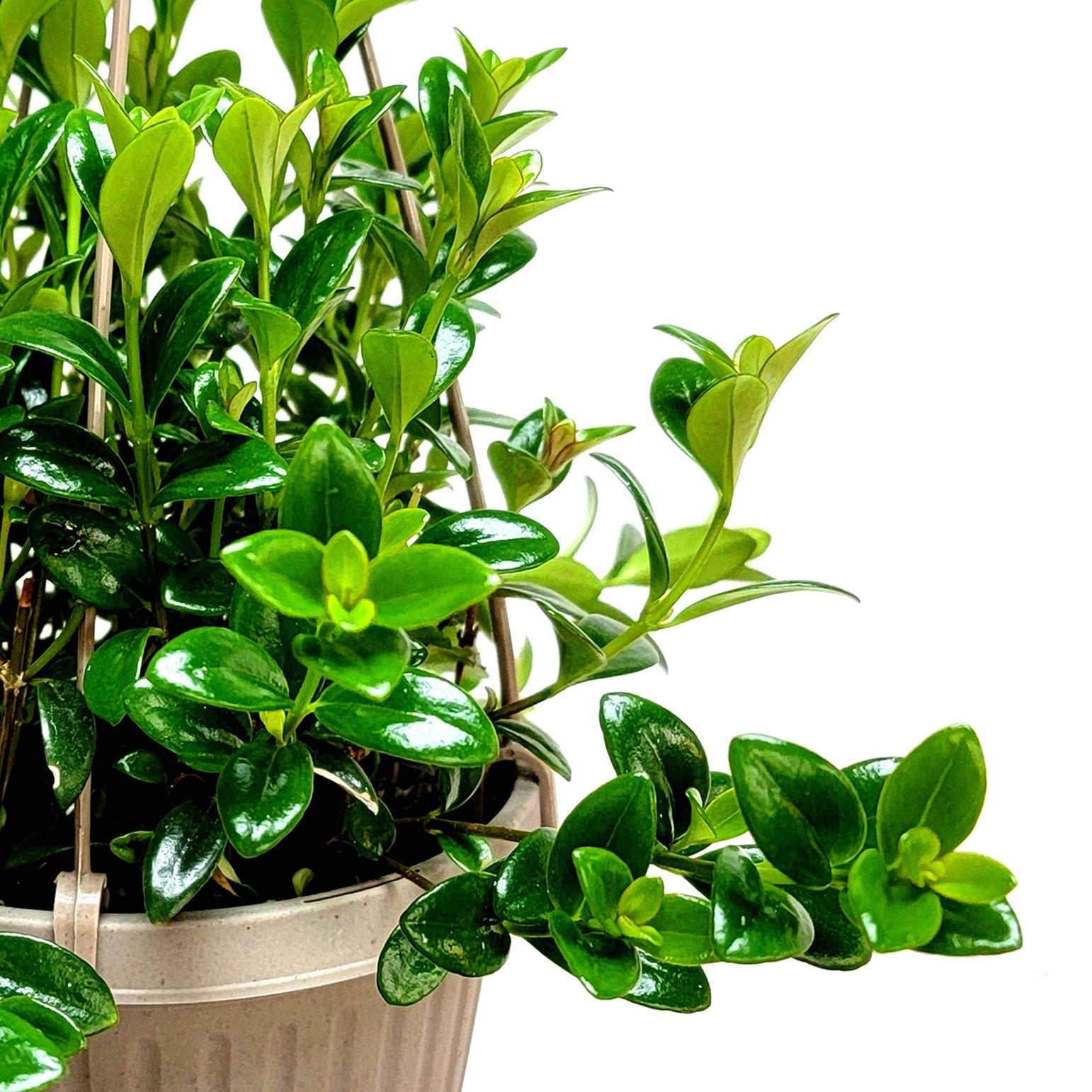 goldfish plant hanging basket 6" Hanging Basket of Goldfish Plant, Nematanthus gregarious – Houseplants, Flowering Plants, Foliage Plants, Home Décor