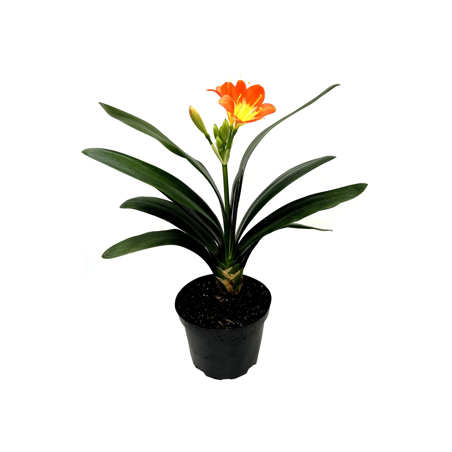 Clivia, Clivia miniate, Bush Lily, Natal Lily, Foliage Plants, Flowering Plants - 6" Pot, Flowering Seasonally