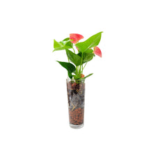 Load image into Gallery viewer, Anthurium in Glass Vase – Flowering Plant, Air Purifier,  Plant Gift, Valentine&#39;s Day Gift, Mother&#39;s Day Gift
