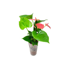 Load image into Gallery viewer, Anthurium in Glass Vase – Flowering Plant, Air Purifier,  Plant Gift, Valentine&#39;s Day Gift, Mother&#39;s Day Gift
