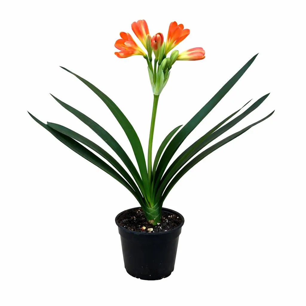 Clivia, Clivia miniate, Bush Lily, Natal Lily, Foliage Plants, Flowering Plants - 6" Pot, Flowering Seasonally