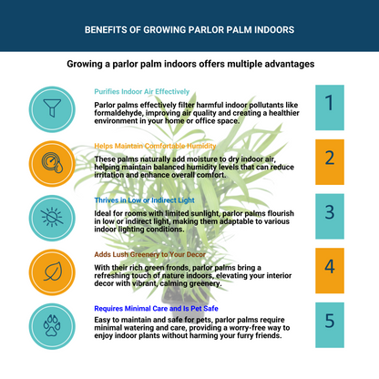 palm plant indoor benefits Parlor Palm Neanthe Bella Palm