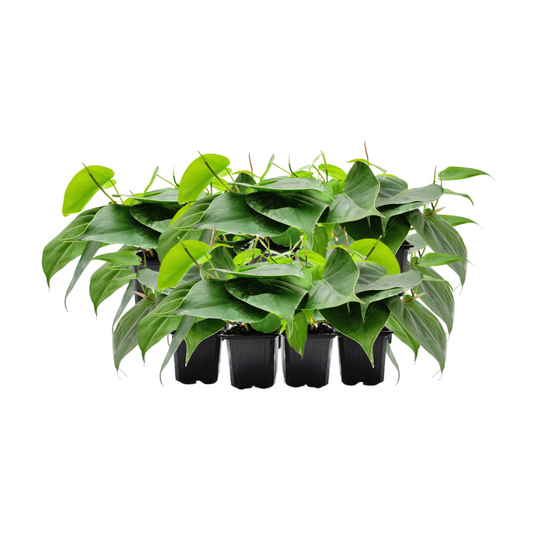 10-PK of Heart Leaf Philodendron (10 Count), Philodendron cordantum in 3-inch Pot, Easy Trailing Indoor Plant for Low Light and Hanging Displays