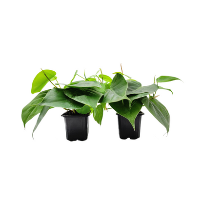 2-PK of Heart Leaf Philodendron (2 Count), Philodendron cordantum in 3-inch Pot, Easy Trailing Indoor Plant for Low Light and Hanging Displays