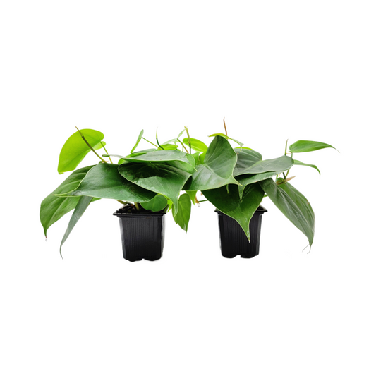 2-PK of Heart Leaf Philodendron (2 Count), Philodendron cordantum in 3-inch Pot, Easy Trailing Indoor Plant for Low Light and Hanging Displays