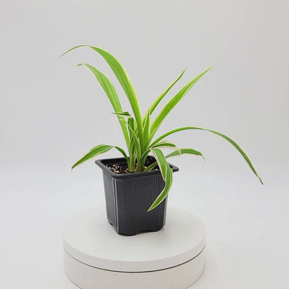 Reverse Variegated Spider Plant – Chlorophytum comosum ‘Reverse’ in 3-inch Pot, Air Purifier, Easy Indoor Houseplant
