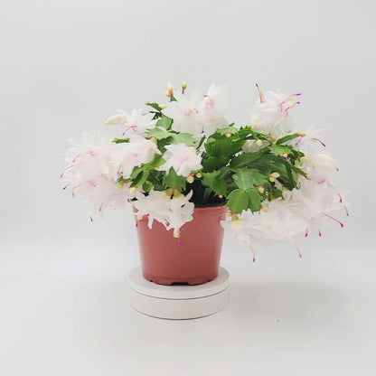 Thanksgiving Cactus, Live House Plant, Flowering Indoor Plant, Seasonal Pink White Flowers, Christmas Cactus, 6” Pot, Free Heat Pack