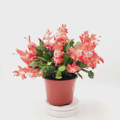 Thanksgiving Cactus, Live Houseplant, Flowering Indoor Plant, Seasonal Orange Flowers, Christmas Cactus, 6” Pot