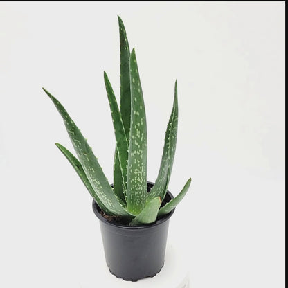 4'' Pot Aloe vera, Burn Aloe, True Aloe – Succulents, Live Indoor Houseplants