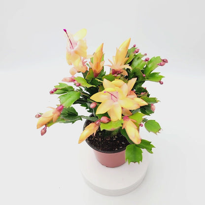Thanksgiving Cactus, Live Houseplant, Flowering Indoor Plant, Seasonal Peach Flowers, Christmas Cactus, 4” Pot, Free Heat Pack
