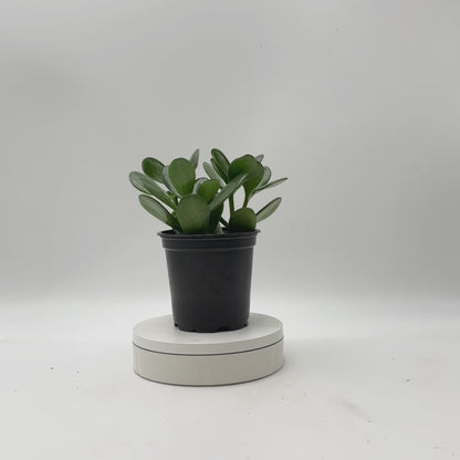 Aloe Vera & Jade Plant Set, 2 Live Succulent Plants in 4-Inch Pots, Easy Care Indoor Houseplants