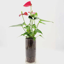 Load and play video in Gallery viewer, Anthurium Plant in a Glass Vase, Home and Office Décor, Gift for All Occasions
