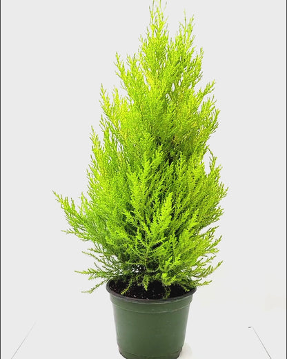 Live Dwarf Lemon Cypress, Cupressus macrocarpa ‘Goldcrest Wilma,’ Live Indoor Tree, Houseplant, Garden Plant, Fragrant Plant, 6-in Pot