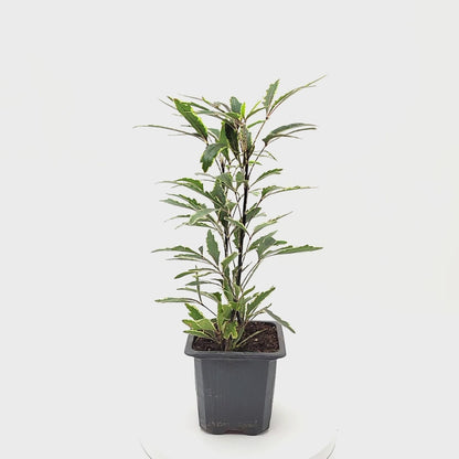 Gold Crest False Aralia, Spider Aralia – Indoor Tree, 3” Nursery Pot