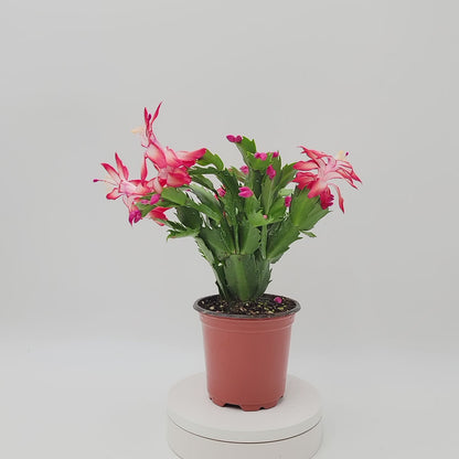 Thanksgiving Cactus, Live Houseplant, Flowering Indoor Plant, Seasonal Red Flowers, Christmas Cactus, 4” Pot, Free Heat Pack