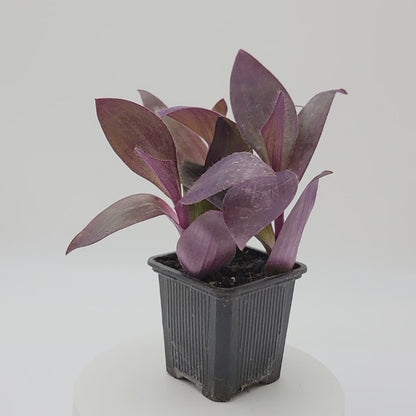 Purple Heart Plant – Vibrant Tradescantia Pallida, 3-inch Pot, Easy Trailing Houseplant for Indoors and Outdoors