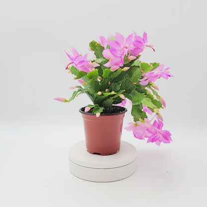 Thanksgiving Cactus, Live Houseplant, Flowering Indoor Plant, Seasonal Pink Flowers, Christmas Cactus, 4” Pot, Free Heat Pack
