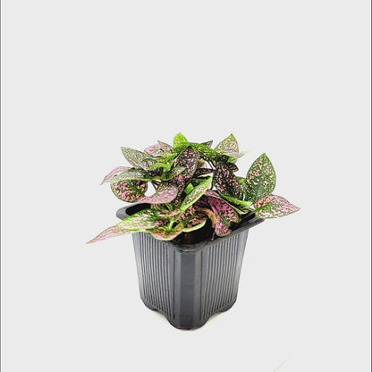 10-PK of Polka Dot Plants (10 Count), Hypoestes phyllostachya, 3-inch Pots, Colorful Indoor Houseplant with Pink and Green Foliage for Low Light Spaces