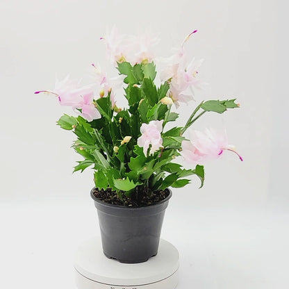Thanksgiving Cactus, Live House Plant, Flowering Indoor Plant, Seasonal Pink White Flowers, Christmas Cactus, 4” Pot, Free Heat Pack