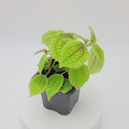 2-PK of Moon Valley Pilea (2 Count) – Textured Foliage Houseplant for Indoor Decor & Easy Care, 3-Inch Pot, Pet Safe