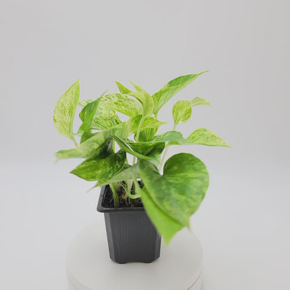 Marble Queen Pothos Plants in a 3-inch Pot, Easy-Care Trailing Houseplant with Variegated Foliage