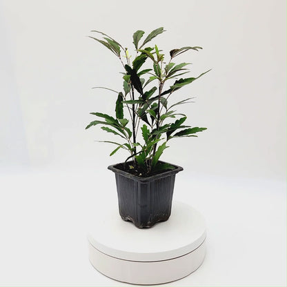 2-PK of False Aralia - Schefflera Elegantissima Live Plant in 3-inch Pot, Elegant Finger Leaf Tropical Houseplant (2 Count)