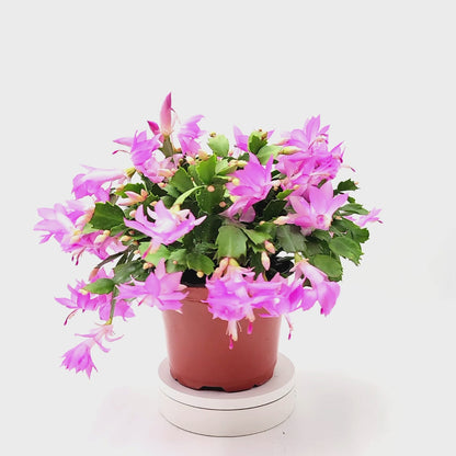 Thanksgiving Cactus, Live Houseplant, Flowering Indoor Plant, Seasonal Pink Flowers, Christmas Cactus, 6” Pot