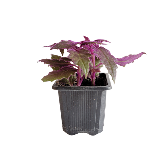 Purple Passion Plant, Gynura aurantiaca in 3-inch Pot, Fuzzy Purple Indoor Houseplant, Pet Safe