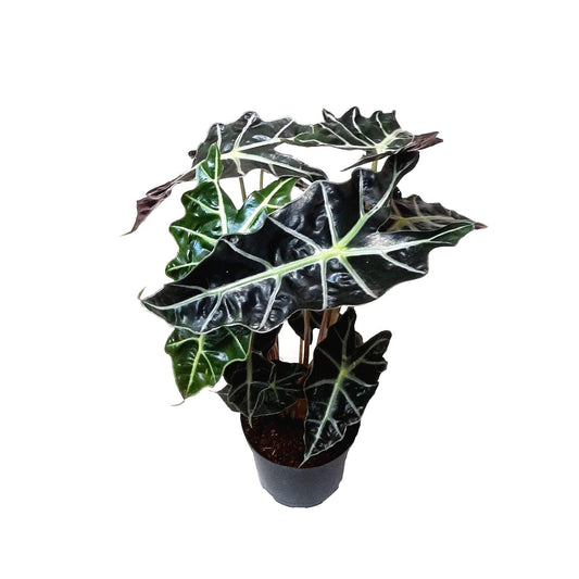 African Mask plant/Alocasia/Alocasia Holly/Amazon Elephant's Ear Plant/Kris plant - 6" Pot