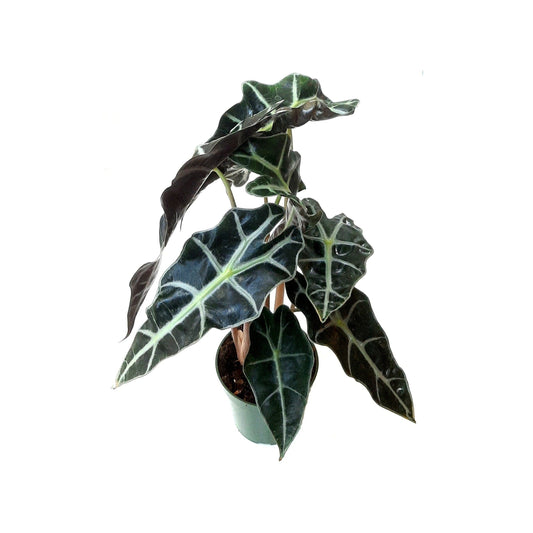 Alocasia, African Mask plant, Alocasia Holly, Amazon Elephant's Ear Plant – 4" Pot