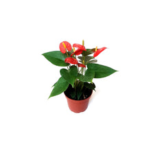 Load image into Gallery viewer, 4&quot; Red Anthurium, Anthurium andraeanum, Flamingo Flower, Laceleaf - Houseplant, Flowering Plant, Plant Gift, Holiday Gift
