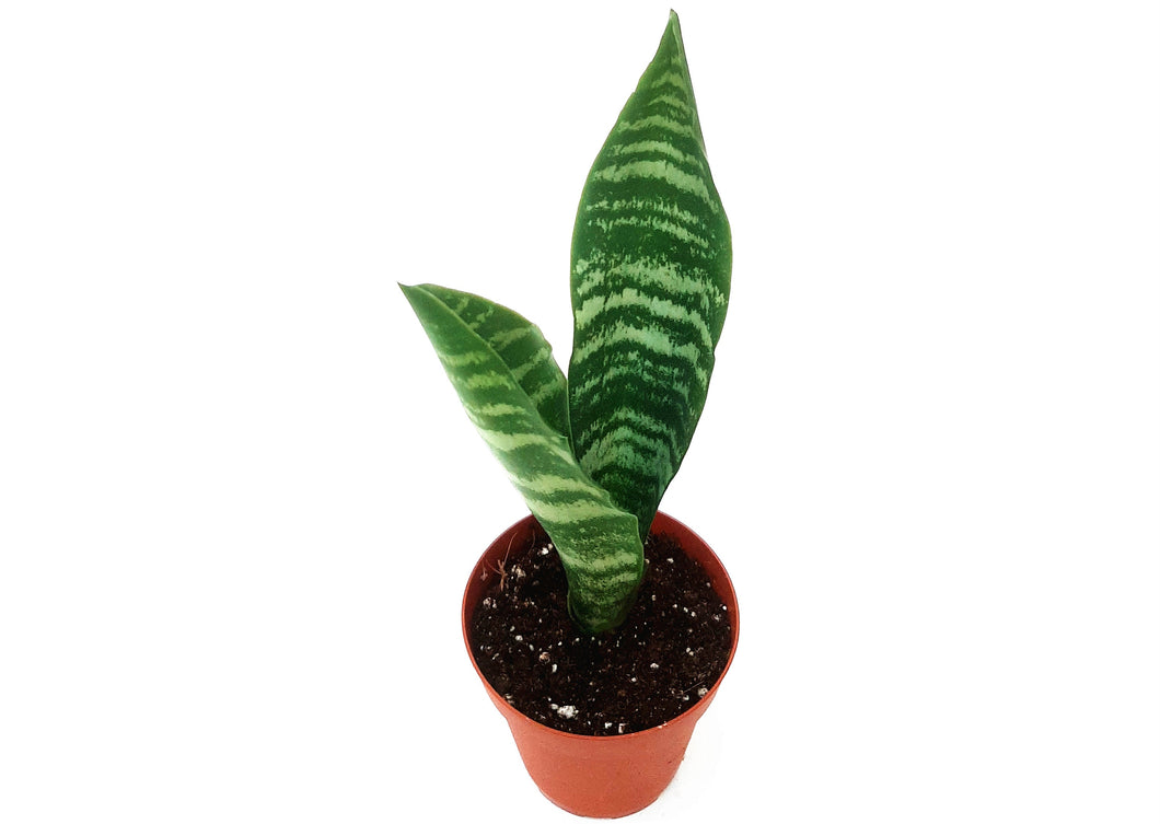 3.5“ Snake Plant Hahnii/Sansevieria trifasciata/Bird's Nest – Houseplants/Succulents/Air Purifier/Allergy Relief
