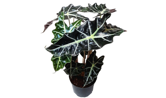 African Mask plant, Alocasia, Alocasia Polly, Amazon Elephant's Ear Plant, Kris plant – Houseplants, Foliage Plants, Air Purifiers - 6" Pot