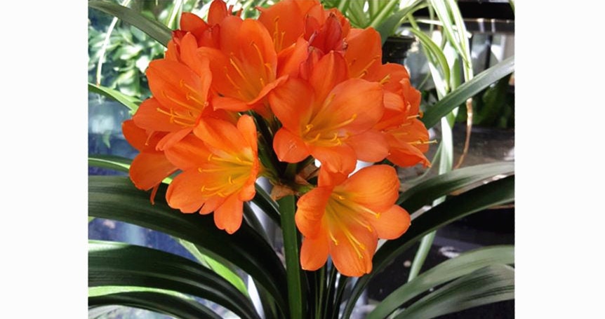 Clivia, Clivia miniate, Bush Lily, Natal Lily, Foliage Plants, Flowering Plants - 6" Pot, Flowering Seasonally