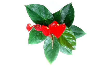 6” Anthurium, Anthurium andraeanum, Flamingo Flower, Laceleaf, Tailflower – Best Holiday Gift Pick