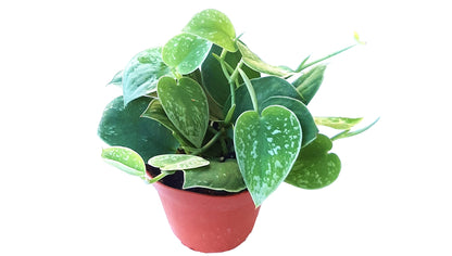 Silver Satin Philodendron, Satin Pothos, Scindapsus Pictus - 4" Pot