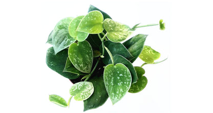 Silver Satin Philodendron, Satin Pothos, Scindapsus Pictus - 4" Pot